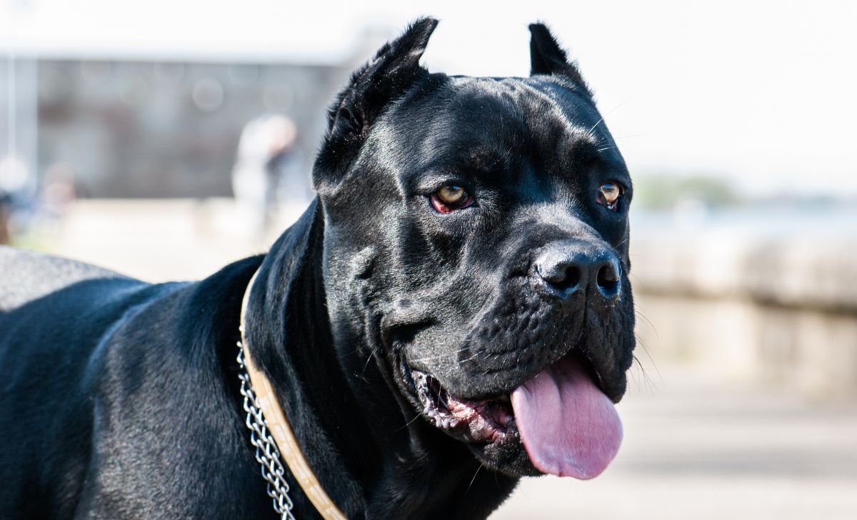 The Truth About The Cane Corso Bully Mix And Its Nature