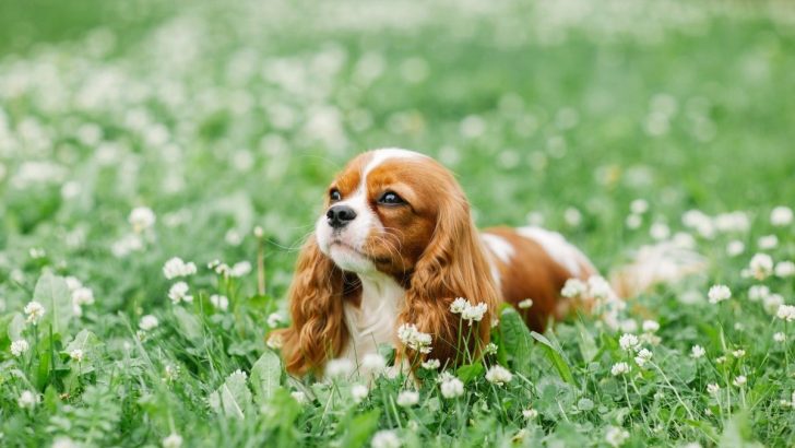 11 Adorable Cavalier King Charles Spaniel Colors And Patterns