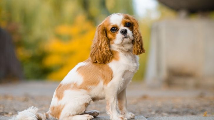 A Comprehensive Guide to Cavalier King Charles Spaniel Growth 