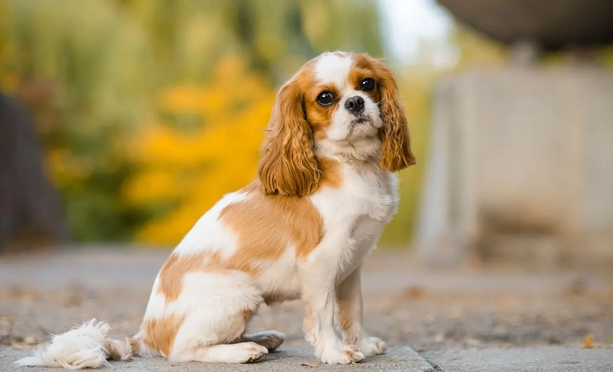 Cavalier King Charles Spaniel