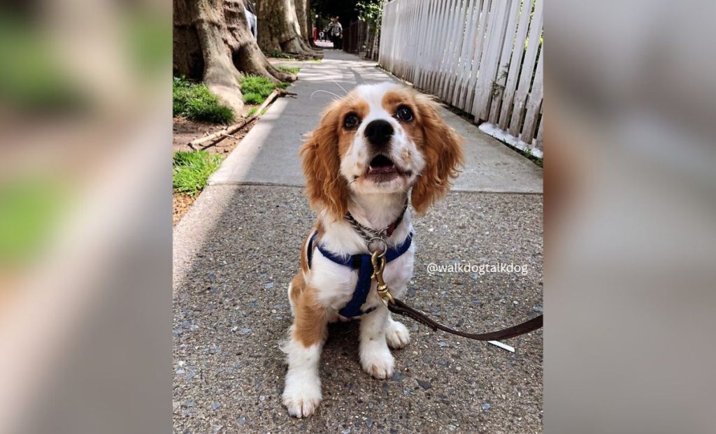 Cavalier King Charles Spaniel X Cocker Spaniel 