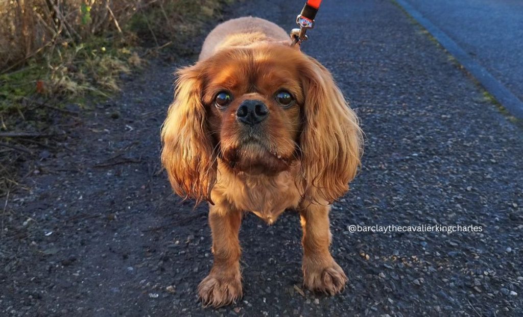 Cavalier King Charles Spaniel ruby color