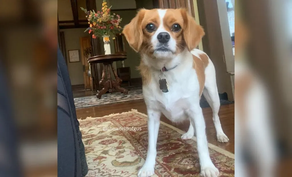 Cavalier King Charles Spaniel x American Eskimo