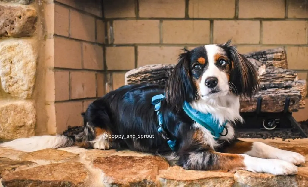 Cavalier King Charles Spaniel x Australian Shepherd