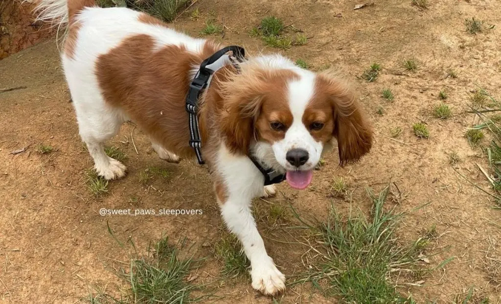 Cavalier King Charles Spaniel x Beagle