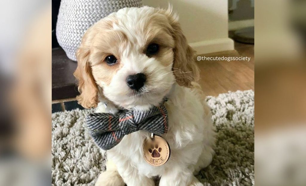 Cavalier King Charles Spaniel x Bichon Frise