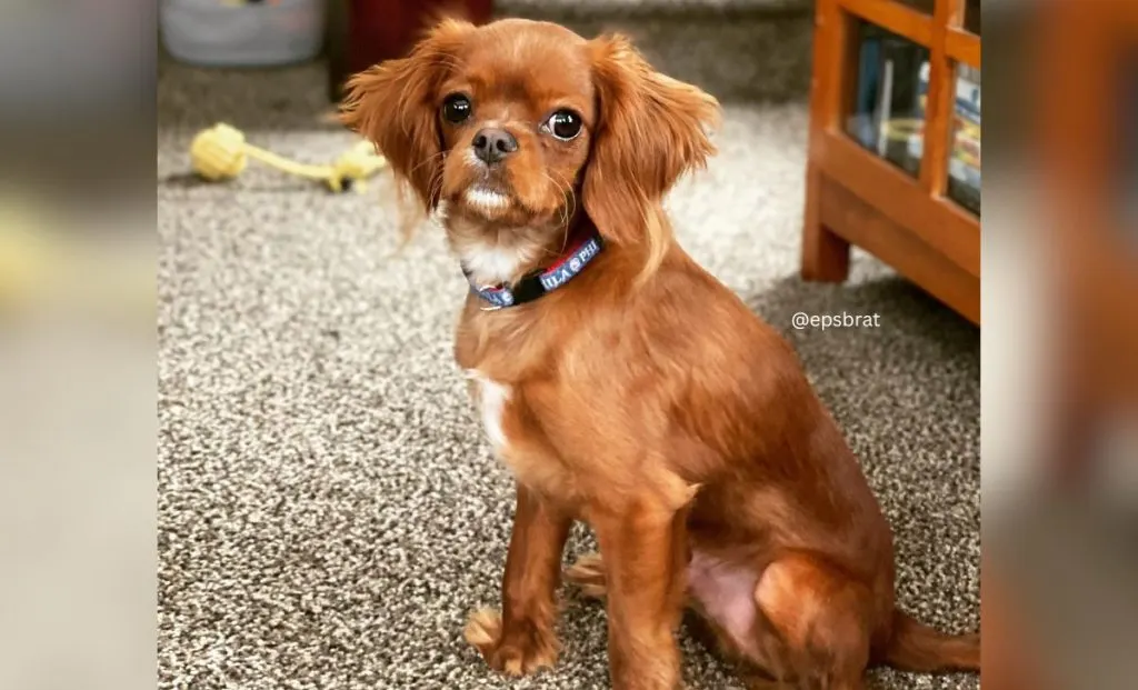 Cavalier King Charles Spaniel x Chihuahua Mix