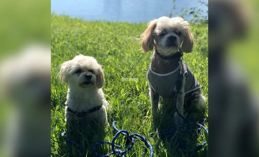 Cavalier King Charles Spaniel x Chinese Crested