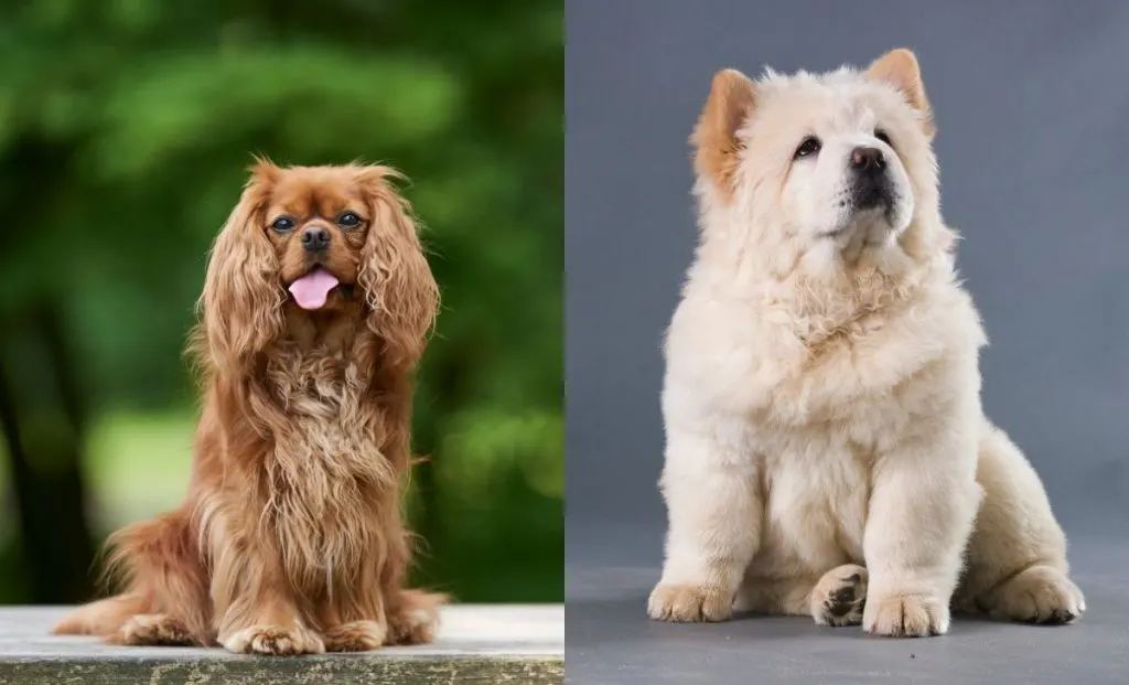 Cavalier King Charles Spaniel x Chow Chow