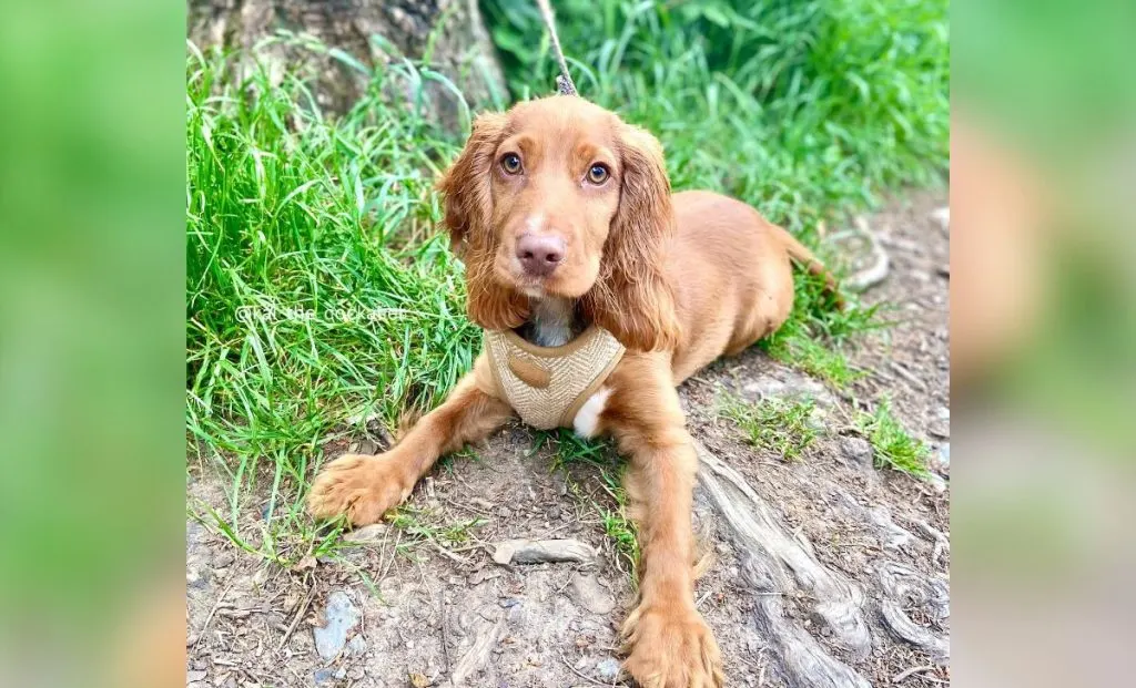 Cavalier King Charles Spaniel x Cocker Spaniel