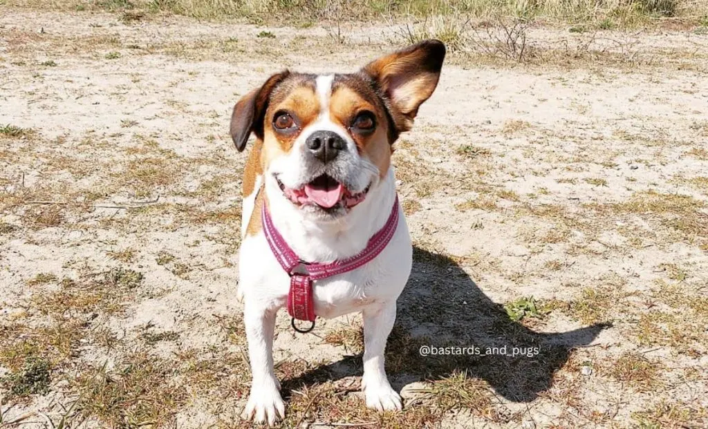 Cavalier King Charles Spaniel x French Bulldog