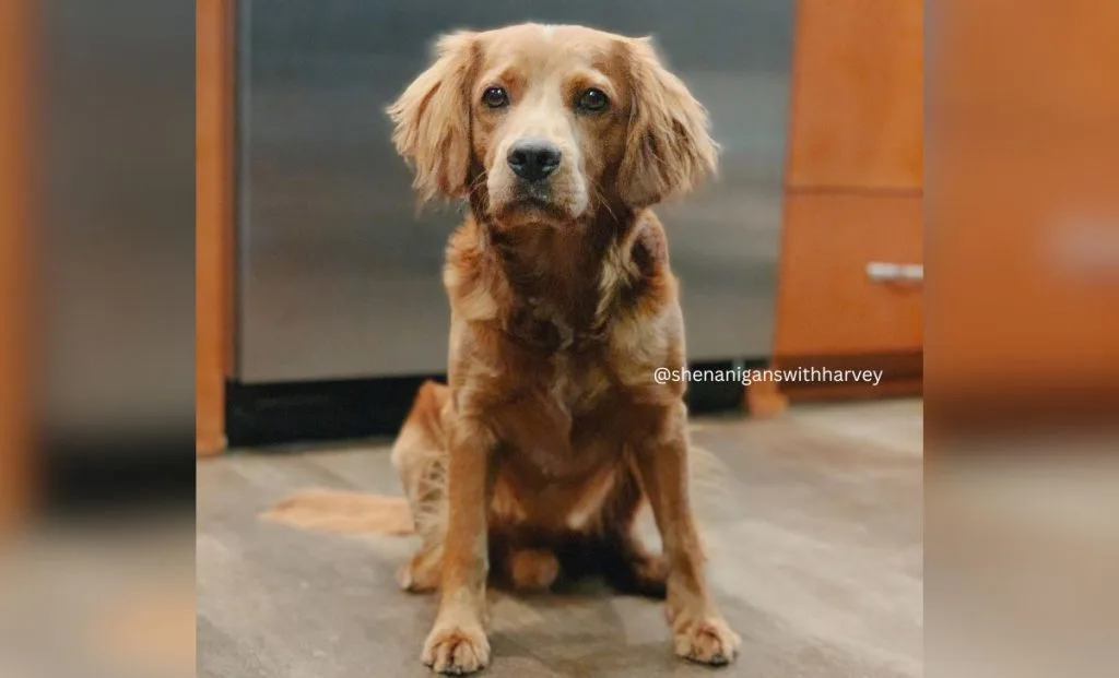 Cavalier King Charles Spaniel x Golden Retriever