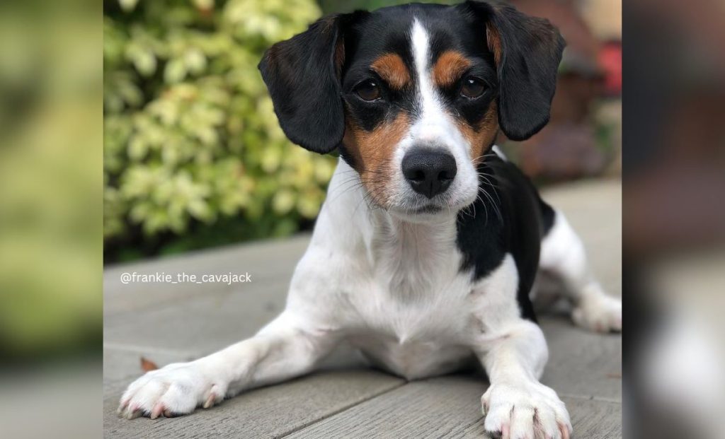 Cavalier King Charles Spaniel x Jack Russell Terrier Mix