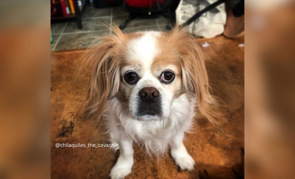 Cavalier King Charles Spaniel x Japanese Chin