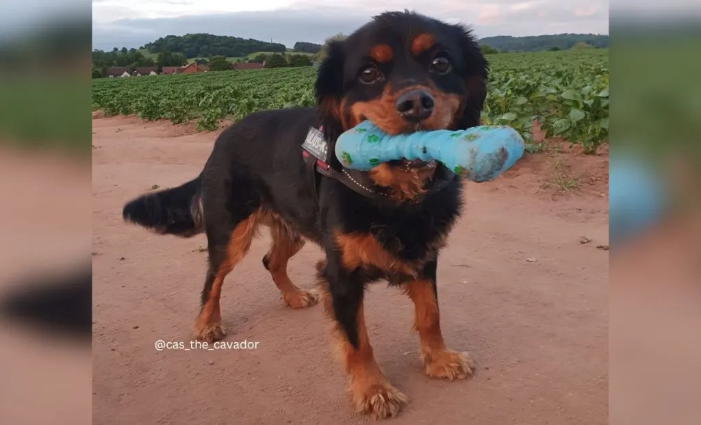 Cavalier King Charles Spaniel x Labrador Retriever