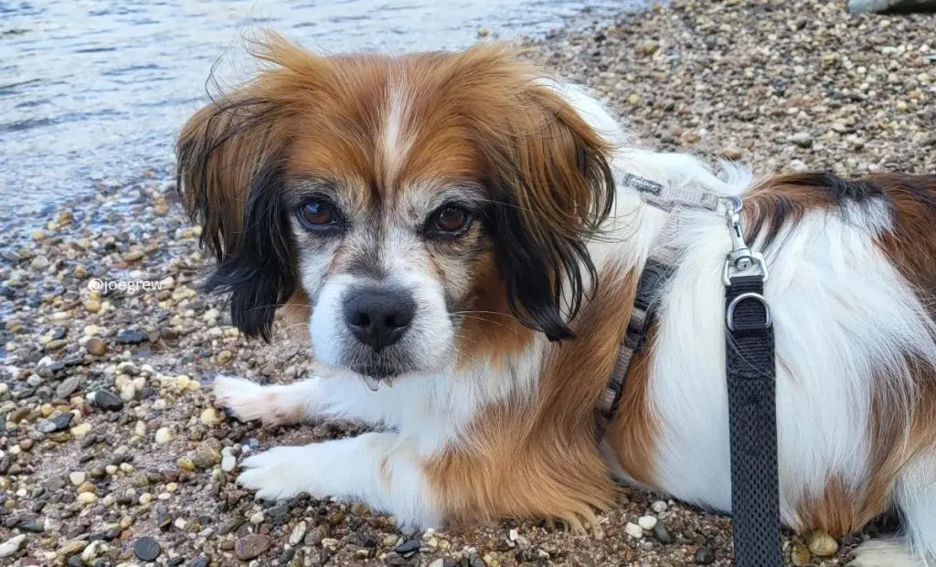 Cavalier King Charles Spaniel x Papillon