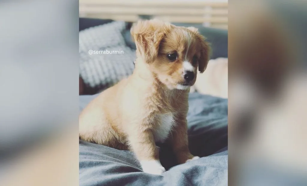 Cavalier King Charles Spaniel x Pomeranian