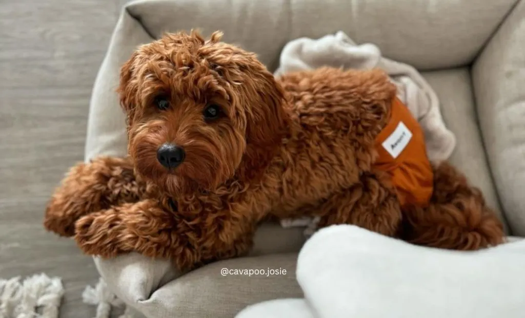 Cavalier King Charles Spaniel x Poodle