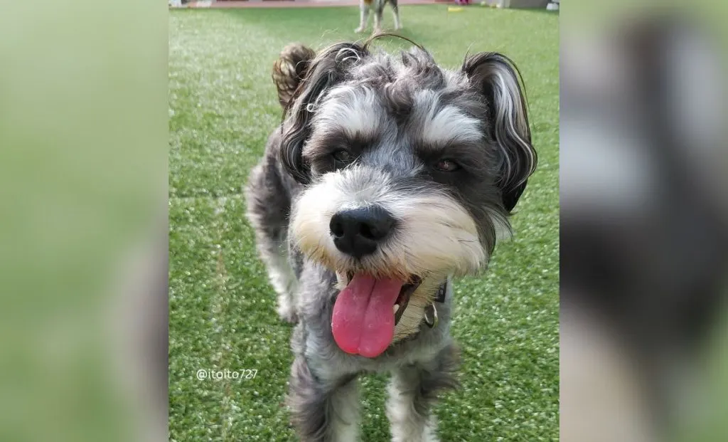 Cavalier King Charles Spaniel x Schnauzer