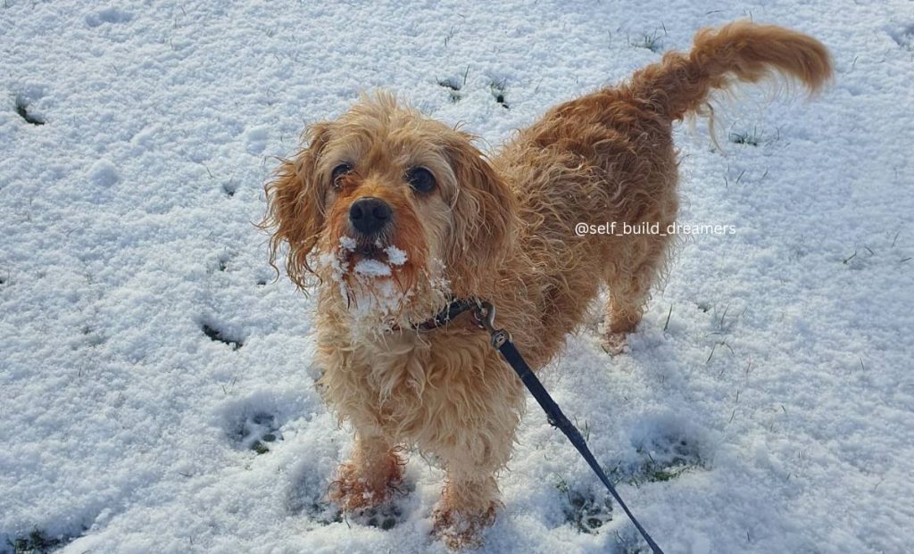 Cavalier King Charles Spaniel x Scottish Terrier