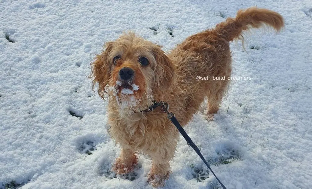 Cavalier King Charles Spaniel x Scottish Terrier