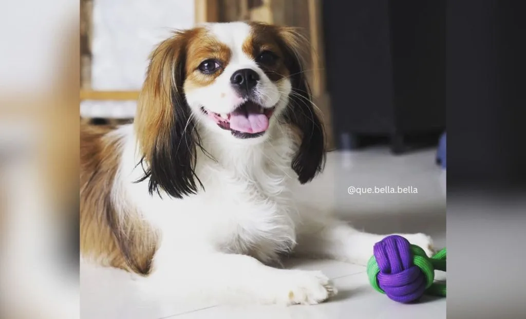 Cavalier King Charles Spaniel x Shih Tzu