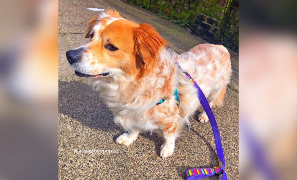 Cavalier King Charles Spaniel x Welsh Corgi