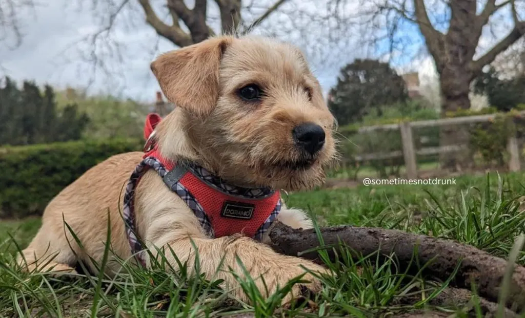 Cavalier King Charles Spaniel x West Highland White Terrier