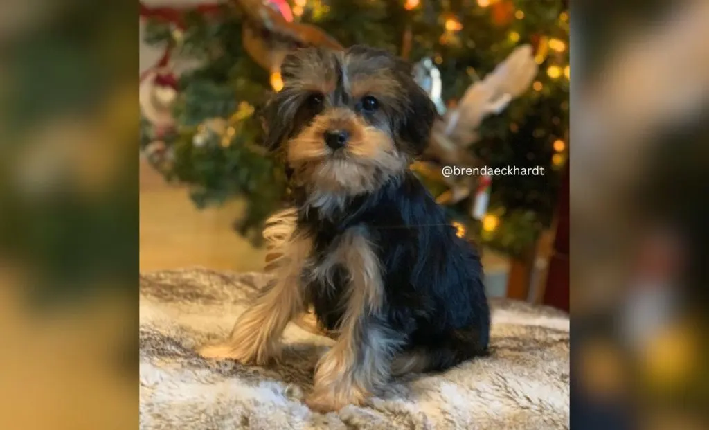 Cavalier King Charles Spaniel x Yorkshire Terrier