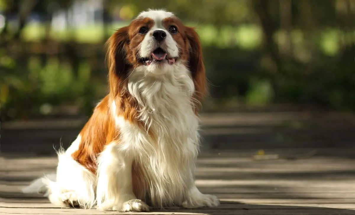 Cavalier King Charles Spaniel