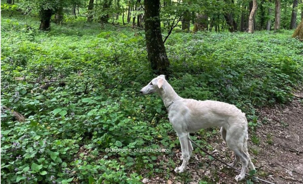 Clear sable borzoi color