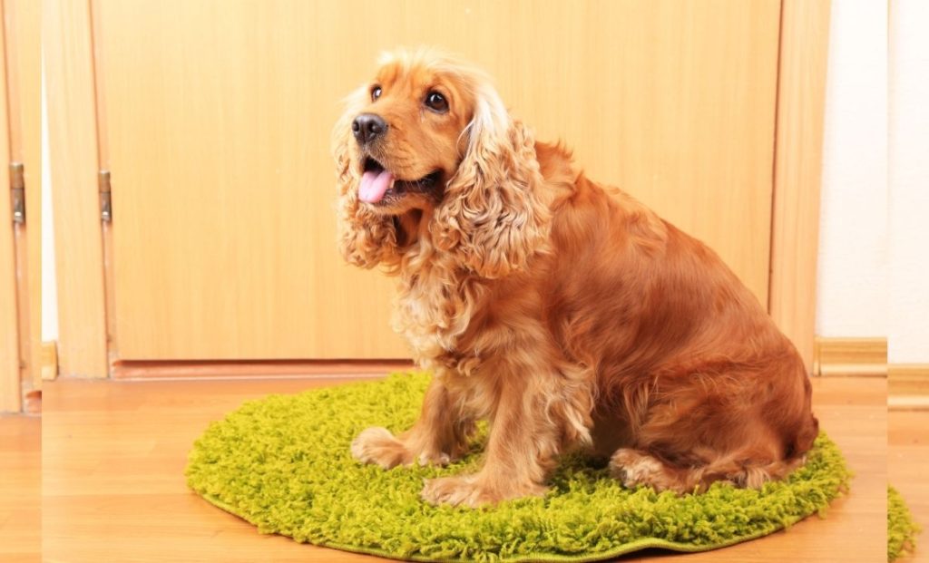 Cocker Spaniel