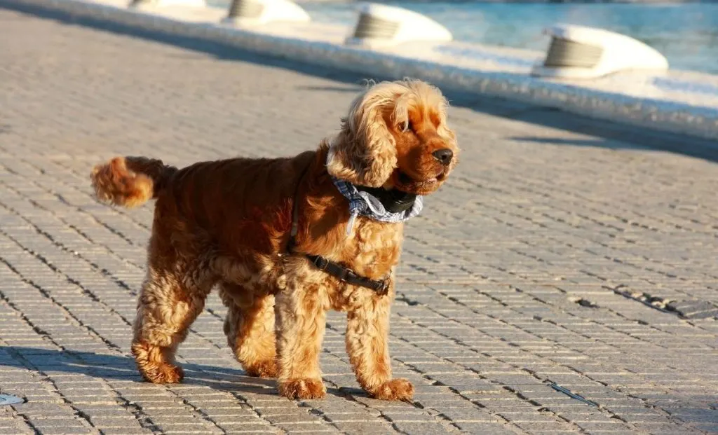 Cocker spaniel breeders