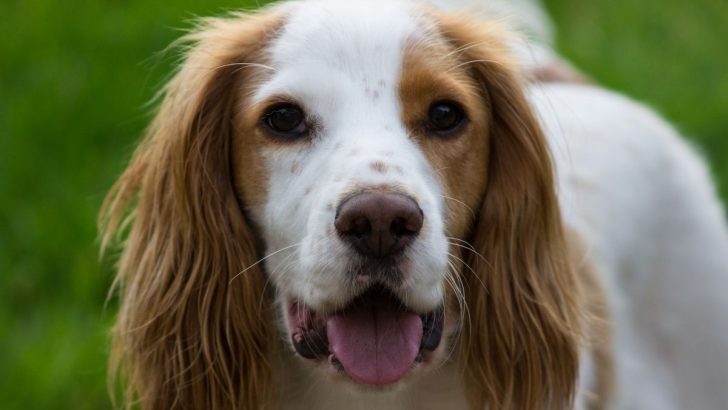 31 Popular Cocker Spaniel Mixes To Know (With Photos) 