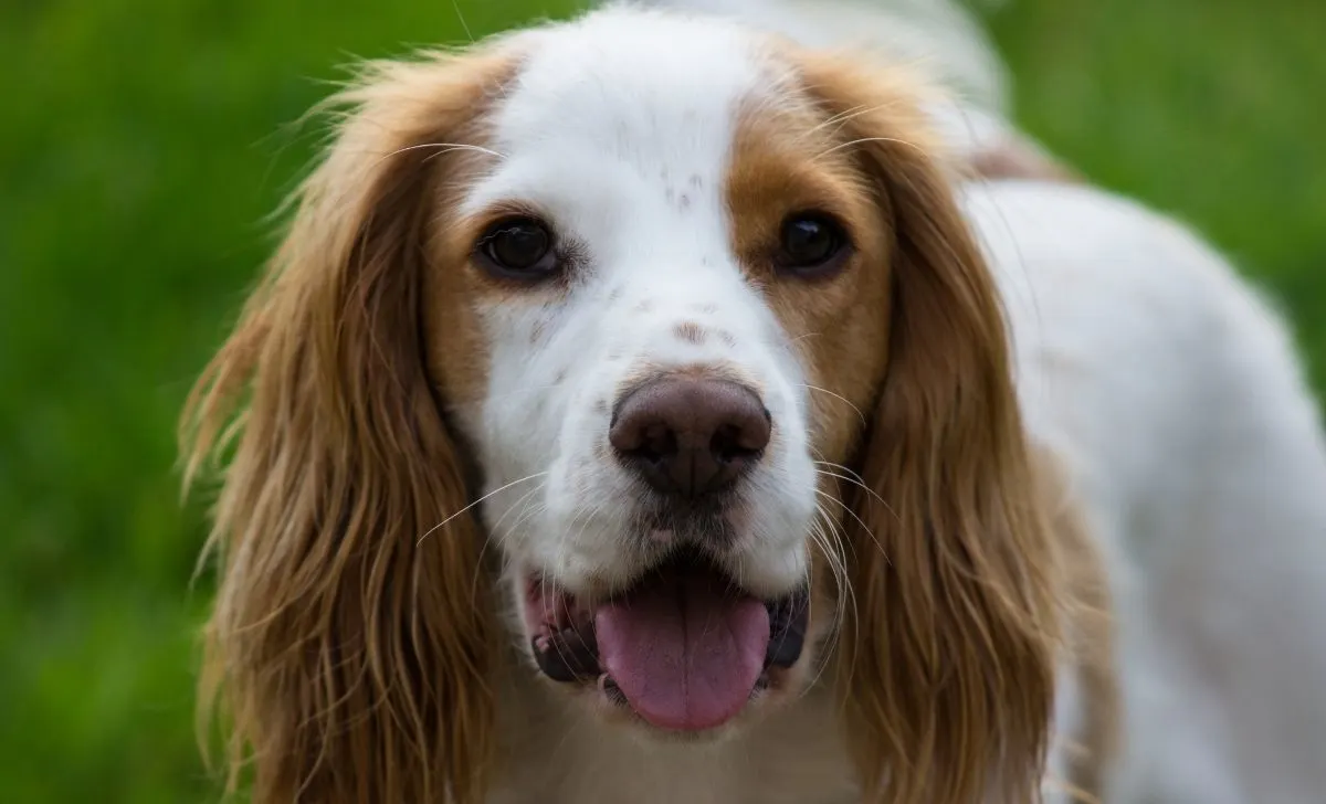 Cocker Spaniel