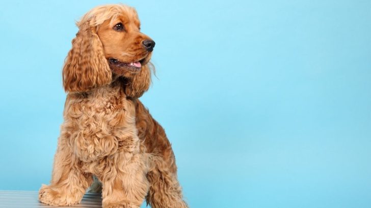 Meet The Top 9 Cocker Spaniel Breeders In Ontario   