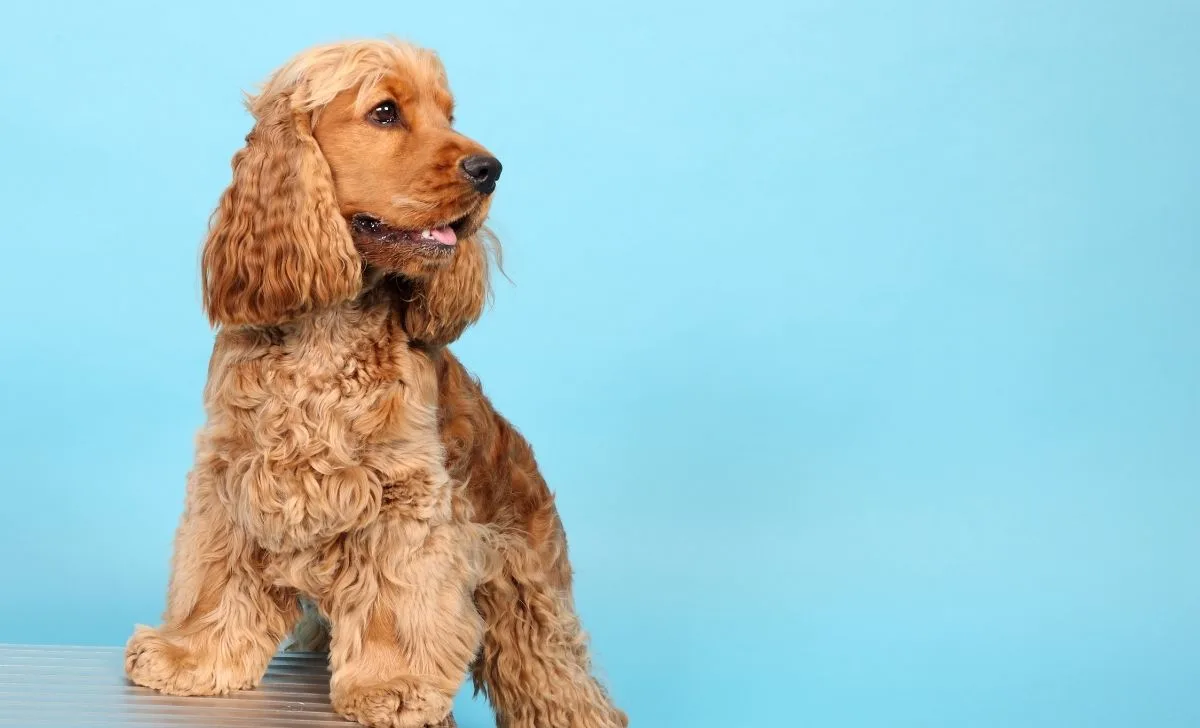 Cocker Spaniel