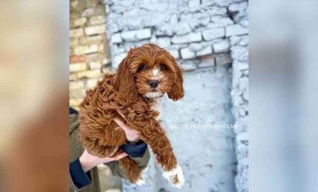 Cocker Spaniel Poodle Mix