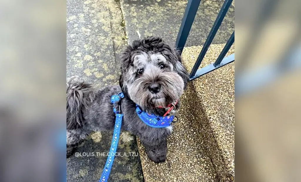 Cocker Spaniel Shih Tzu Mix