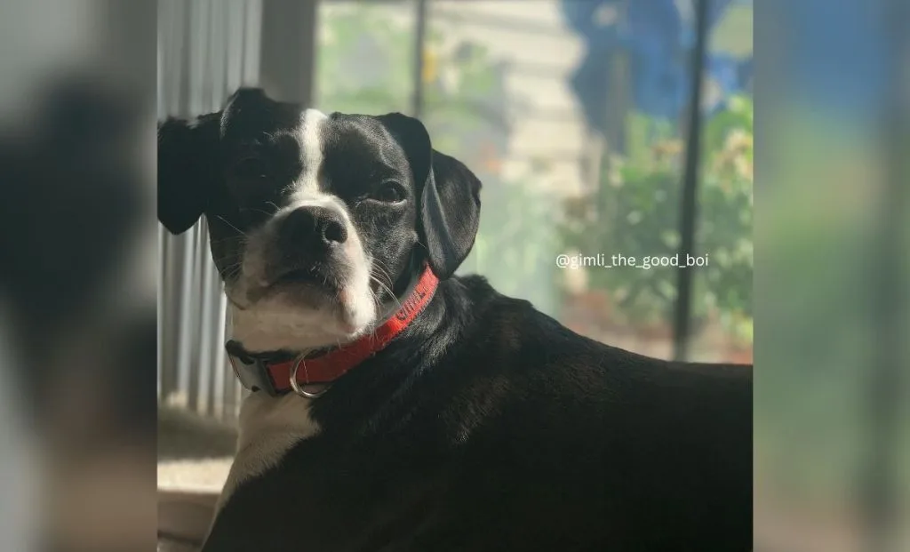 Cocker Spaniel and Boston Terrier Mix