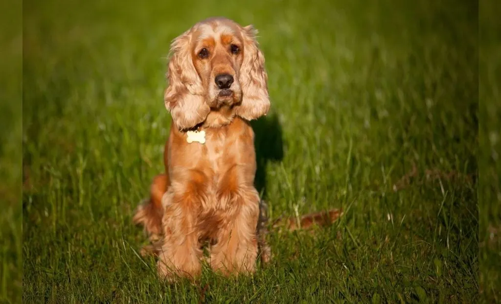 Cocker Spaniel breeders