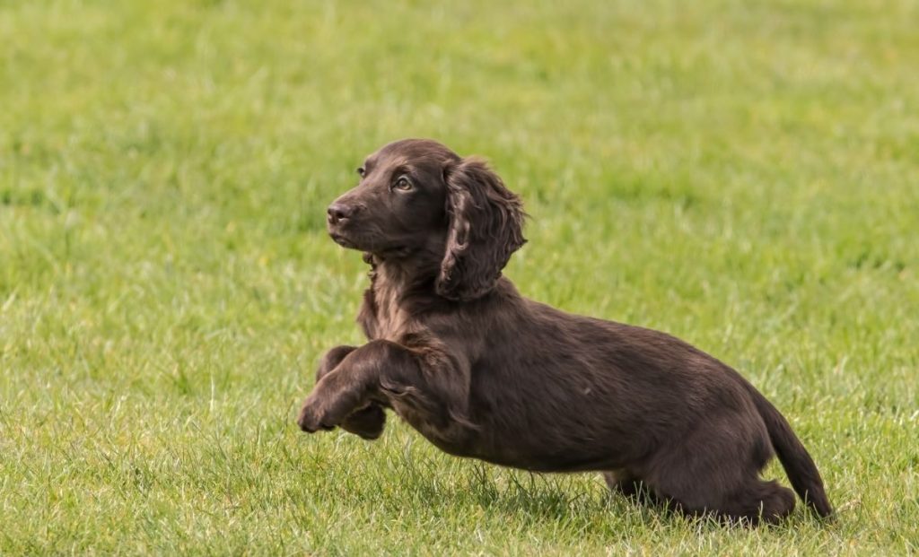 Cocker Spaniel breeders