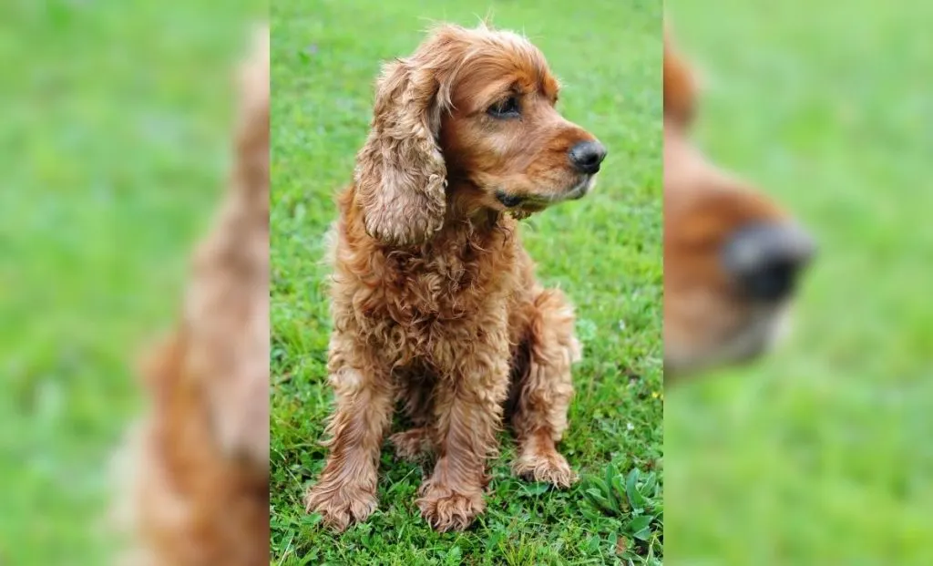 Cocker Spaniel breeders