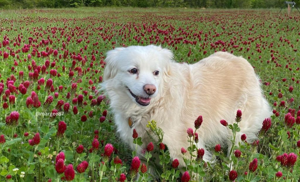 Cocker Spaniel x American Eskimo