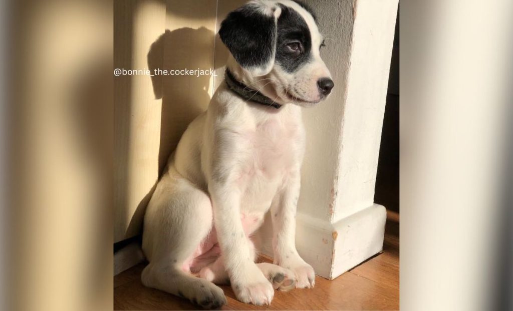 Cocker Spaniel x Jack Russell Terrier