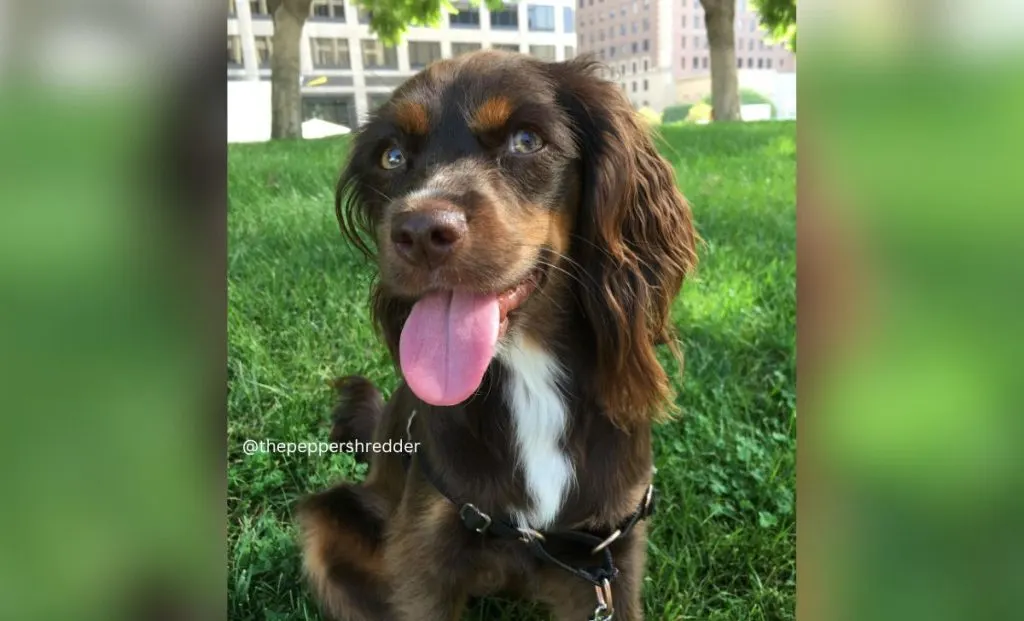 Cocker Spaniel x Maltese