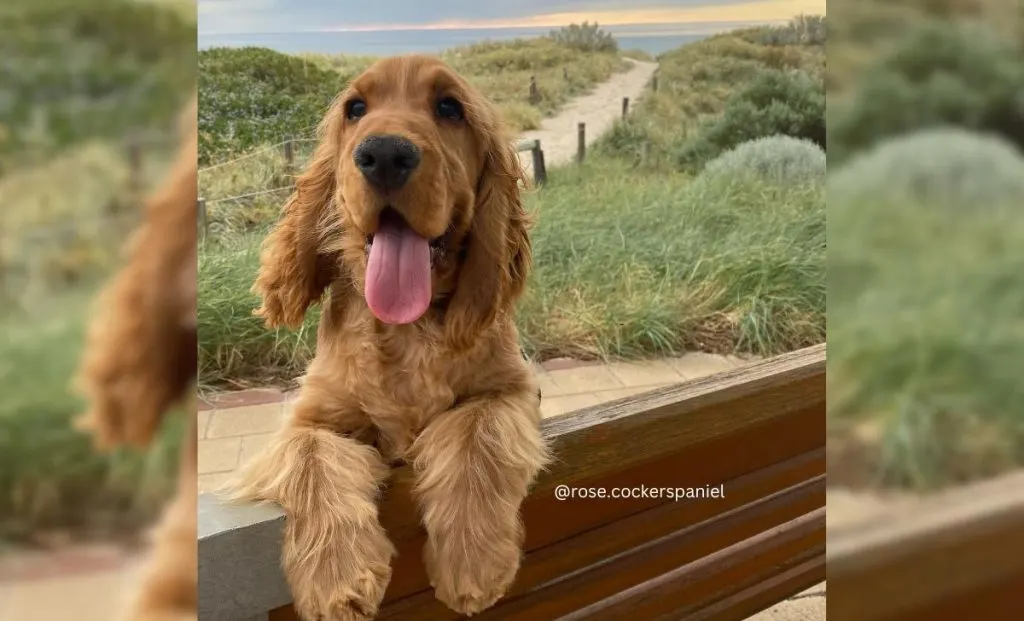 Cocker spaniel