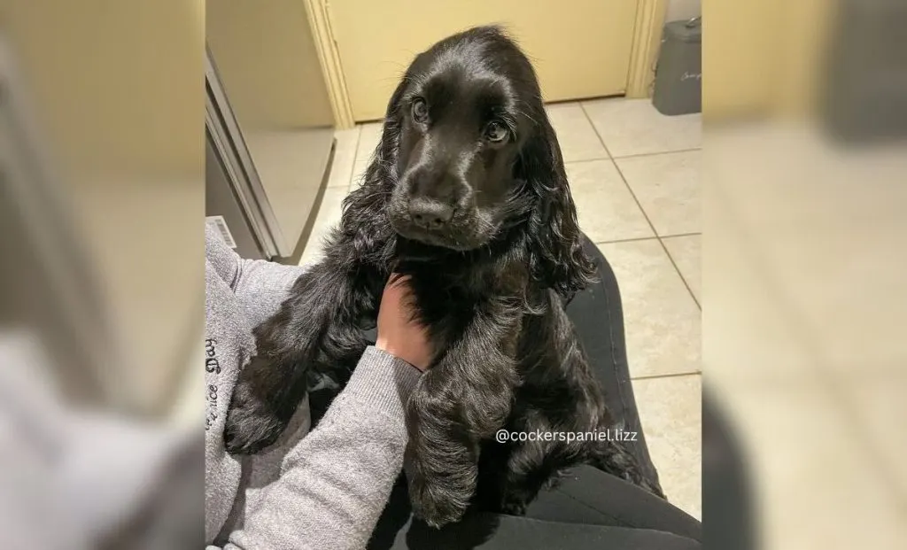 Cocker spaniel black