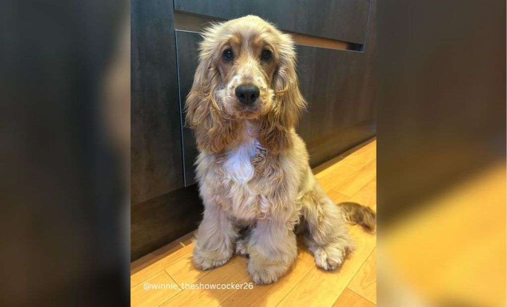 Cocker spaniel sitting
