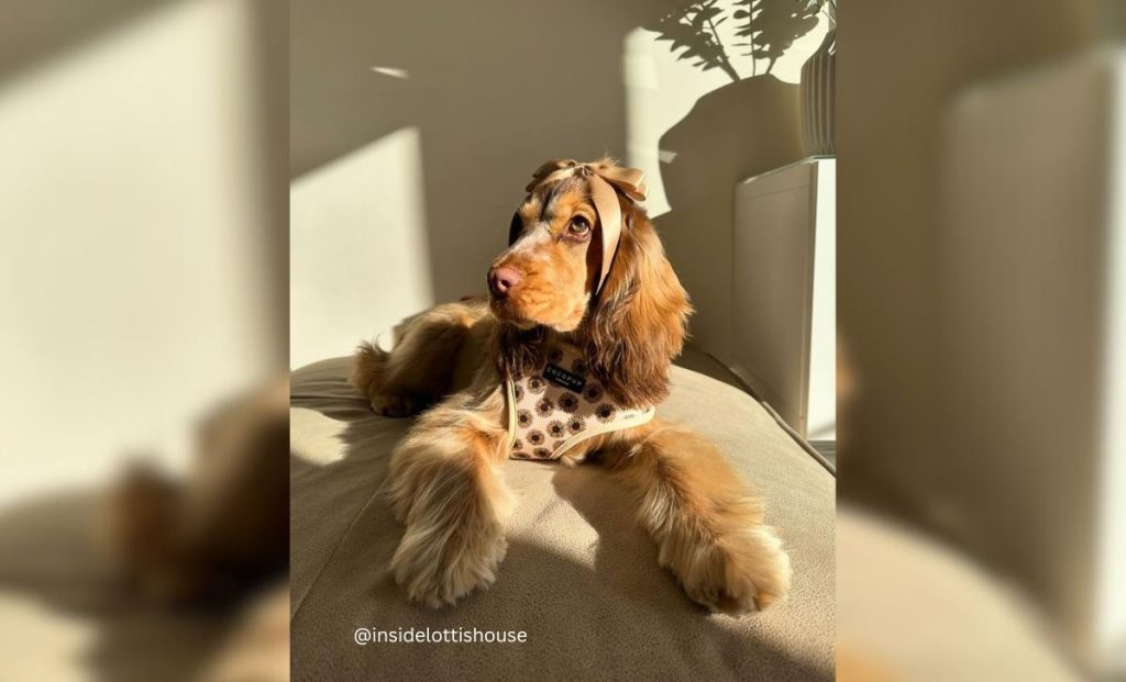 Cocker spaniel laying